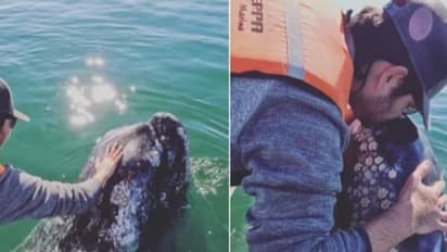 തിമിംഗലത്തെ തലോടിയും ഉമ്മവെച്ചും യുവാവ്, വീഡിയോ വൈറൽ