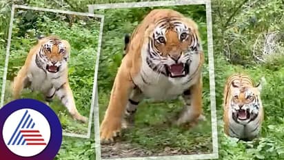 ಸಫಾರಿಗೆ ಹೋದವರ ಮೇಲೆ ಅಟ್ಟಿಸಿಕೊಂಡು ಹೋದ ವ್ಯಾಘ್ರ: ಪ್ರವಾಸಿಗರು ಜಸ್ಟ್ ಮಿಸ್!