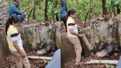 വൃദ്ധ സദനത്തിലെ ജലസംഭരണിയിൽ മുള്ളൻ പന്നി; പിടികൂടി, വനത്തിൽ തുറന്നുവിടും