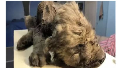 18,000 വര്ഷം പഴക്കമുള്ള നായയുടെ മമ്മി; നിഗൂഢത പരിഹരിച്ചെന്ന് ശാസ്ത്രജ്ഞര്