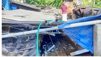  കുട്ടനാട്ടിൽ കാറ്റിലും മഴയിലും ഫാം നിലംപൊത്തി, കമ്പിയും ഷീറ്റും കുത്തിക്കയറി 15-ഓളം പശുക്കൾക്ക് പരിക്ക്