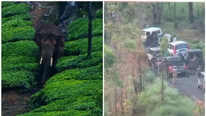 അരിക്കൊമ്പൻ ദൗത്യം തുടങ്ങി; കുങ്കിയാനകള് കൊമ്പന് അരികിലേക്ക്, എങ്ങോട്ട് മാറ്റും എന്നതിൽ സസ്പെൻസ്