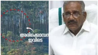 അരിക്കൊമ്പൻ ദൗത്യം ഇന്ന് തന്നെ ലക്ഷ്യത്തിലെത്തും, കാലാവസ്ഥ അനുകൂലം: എ.കെ. ശശീന്ദ്രൻ