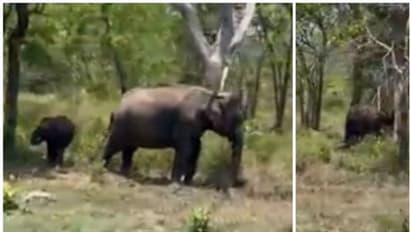 സ്വസ്ഥമായി പുല്ല് മേയുന്ന ആനക്കൂട്ടം; വീഡിയോ ഏറ്റെടുത്ത് നെറ്റിസണ്സ്