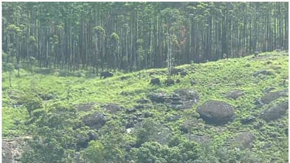 അരിക്കൊമ്പന്‍ മിഷന്‍ പ്രതിസന്ധിയില്‍, ആന എവിടെയെന്ന് അവ്യക്തം, ഉറങ്ങുകയാണെന്ന സംശയത്തില്‍ വനംവകുപ്പ്