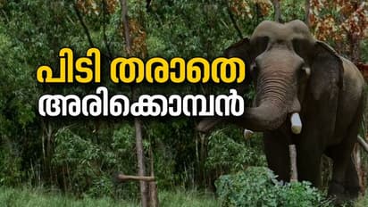 അരിക്കൊമ്പനെ കണ്ടെത്തി, ആനക്കൂട്ടം വിട്ടത് ചക്കക്കൊമ്പന്റെ സാന്നിധ്യം മൂലം