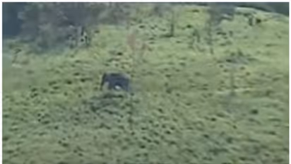 അരിക്കൊമ്പന് തൊട്ടരികെ ദൗത്യസംഘം; അടുത്ത് ചക്കക്കൊമ്പനും; ദൗത്യം നിർണ്ണായക ഘട്ടത്തിൽ‌