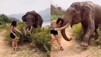 വാഴക്കുല കാണിച്ച് പറ്റിക്കാന് ശ്രമം, വിനോദ സഞ്ചാരിയെ തൂക്കിയെറിഞ്ഞ് കരിവീരന്