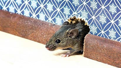 ಸಿನಿಮಾ ಥಿಯೇಟರ್‌ನಲ್ಲಿ ಮಹಿಳೆಗೆ ಕಚ್ಚಿದ ಇಲಿ: ಪ್ರೇಕ್ಷಕಿಗೆ 67 ಸಾವಿರ ರೂ. ಪರಿಹಾರ ನೀಡಲು ಸೂಚನೆ