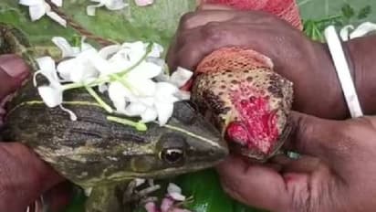 കനത്ത ചൂട്; ദൈവത്തെ പ്രസാദിപ്പിച്ച് മഴ ലഭിക്കാൻ തവളകളുടെ വിവാഹം നടത്തി നാട്ടുകാർ