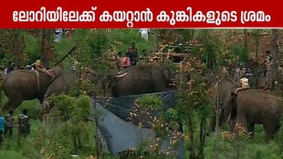 ആനിമൽ ആംബുലൻസിൽ കയറാൻ മടിച്ച് അരിക്കൊമ്പൻ ഓടി, 3 തവണ കുതറിമാറി; വെല്ലുവിളിയായി മഴയും കാറ്റും കോടമഞ്ഞും