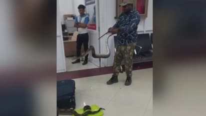 എയര്പോര്ട്ടില് വച്ച് യുവതിയുടെ ബാഗില് നിന്ന് കിട്ടിയത് 22 പാമ്പുകള്!