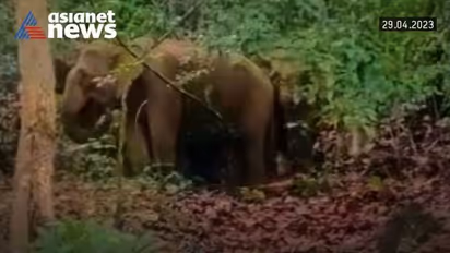 താമരശ്ശേരി ചുരത്തിൽ കാട്ടാനക്കൂട്ടം ഇറങ്ങി, ആനകൾ രണ്ടാം വളവിലെ റോഡിനോട് ചേർന്ന വനമേഖലയിൽ