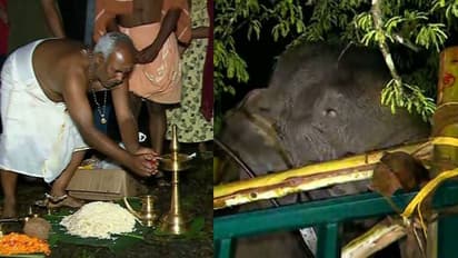 അരിക്കൊമ്പൻ പെരിയാർ വന്യജീവി സങ്കേതത്തിൽ; കാട്ടുകൊമ്പനെ പൂജ ചെയ്ത് സ്വീകരിച്ച് ആദിവാസി വിഭാഗം