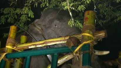 തുറന്നുവിട്ട സ്ഥലത്ത് നിന്ന് 3 കിലോ മീറ്റർ അകലെ അരിക്കൊമ്പൻ; ഇന്ന് പൂർണമായും മയക്കം വിട്ടുണരും