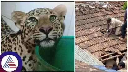 ರಾತ್ರೋರಾತ್ರಿ ಮನೆಗೆ ನುಗ್ಗಿದ ಚಿರತೆ: ಕಕ್ಕಾಬಿಕ್ಕಿಯಾದ ಮನೆಯ ನಿವಾಸಿಗಳು!