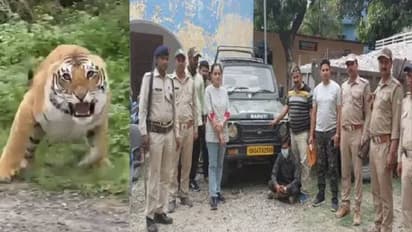 ടൂറിസ്റ്റുകൾക്ക് നേരെ പാഞ്ഞടുത്ത് കടുവ, പ്രകോപിപ്പിച്ചതിന് ഡ്രൈവറെ അറസ്റ്റ് ചെയ്തു