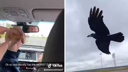 ഓടുന്ന കാറിലിരുന്ന് പറക്കുന്ന കാക്കയ്ക്ക് ബിസ്കറ്റ് നൽകി; വൈറലായി യുവതി