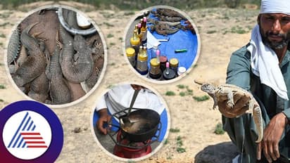 ಪಾಕಿಸ್ತಾನದಲ್ಲಿ ಲೈಂಗಿಕ ಸಾಮರ್ಥ್ಯ ಹೆಚ್ಚಳಕ್ಕೆ ಹಲ್ಲಿ ತೈಲಕ್ಕೆ ಭಾರೀ ಬೇಡಿಕೆ