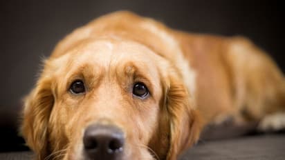 Puppy-hair everywhere? Here are 5 tips for dealing with dog shedding