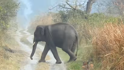 யானைகளுக்கு வழி விட்டு விலகும் புலி! வனத்துறை அதிகாரி வெளியிட்ட வைரல் வீடியோ!