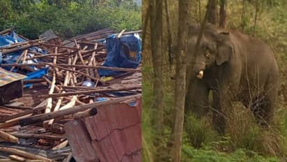 അരിക്കൊമ്പൻ പോയിട്ടും ചിന്നക്കനാലിൽ കാട്ടാന ആക്രമണം, ചക്കക്കൊമ്പനും സംഘവും ഷെഡ് തകർത്തു