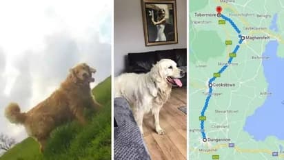 പുതിയ ഉടമയുടെ അടുത്തുനിന്നും പഴയ വീട്ടിലേക്ക് നായ നടന്നത് 64 കിലോമീറ്റർ