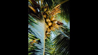 Palm Juice : வெயிலில் குழு குளுனு இருக்க 'பதநீர்' குடிங்க... இதில் இவ்வளவு நன்மை இருக்கா..?