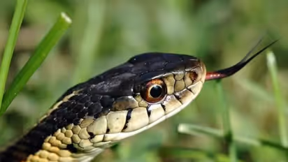 ನಿಮ್ಮ ಕನಸಿನಲ್ಲಿ ಹಾವು ಬರುತ್ತಿದೆಯಾ?: ಇದು ನಿಮ್ಮ ಅದೃಷ್ಟ ಬದಲಾಗುವ ಸಮಯ