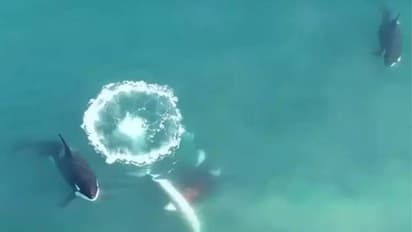 കെണിയൊരുക്കി കൊലയാളി തിമിംഗലങ്ങൾ, വേട്ടക്കാരനിൽ നിന്നും രക്ഷപ്പെടാൻ തന്ത്രങ്ങൾപയറ്റി വെള്ള സ്രാവ്