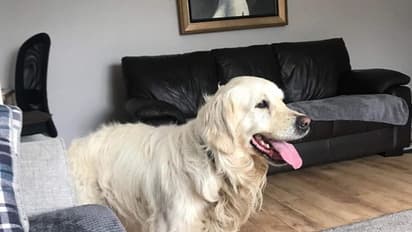 பழைய வீட்டைத் தேடி 27 நாட்கள் 64 கி.மீ. தூரம் நடந்து சென்ற கோல்டன் ரெட்ரீவர் நாய்!