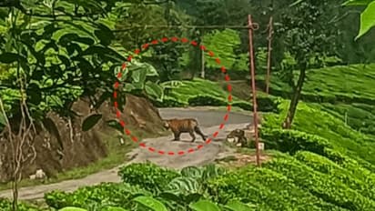 അന്ന് നാട്ടുകാർ കടുവയെന്ന് പരാതിപ്പെട്ടു; വനം വകുപ്പ് വിശ്വസിച്ചില്ല; ഇന്ന് കല്ലാർ എസ്റ്റേറ്റിൽ കടുവയെ കണ്ടു