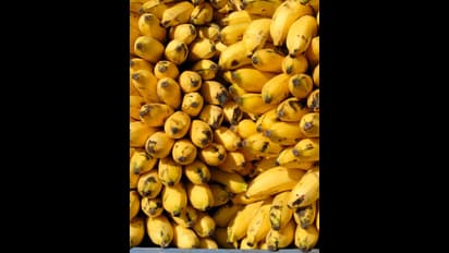 Health Tips: బాగా పండిన అరటిపండుని పారేయకండి.. వాటి ప్రయోజనాలు తెలిస్తే షాకవ్వాల్సిందే?