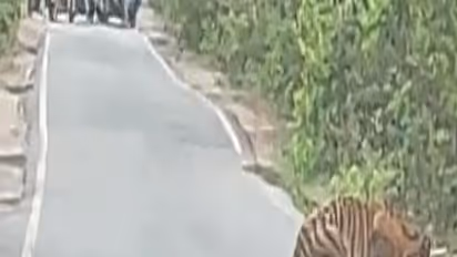 சாலை ஓரத்தில் தண்ணீர் குடிக்கும் புலி.. காத்திருந்து சென்ற வாகனங்கள்.. வைரல் வீடியோ..