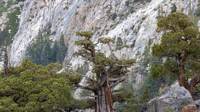 5000 വര്ഷം പഴക്കമുള്ള മരം, 'ഗ്രേറ്റ് ഗ്രാൻഡ് ഫാദർ', ഭൂമിയുടെ കഥ പറയുമോ?