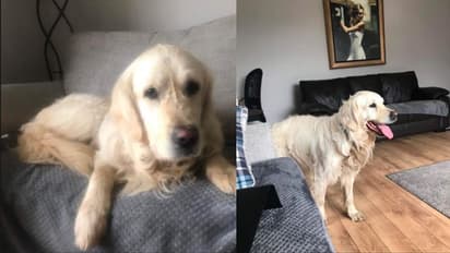 ಬೇಡ ಎಂದು ಮಾರಿದ್ರೂ ಹಳೆ ಮಾಲೀಕನ ಹುಡುಕಿ 27 ದಿನ 64 ಕಿಮೀ ನಡೆದ ಶ್ವಾನ