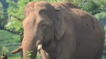 മേഘമലയിൽ തന്നെ ചുറ്റിത്തിരിഞ്ഞ് അരിക്കൊമ്പൻ; നിരീക്ഷിച്ച് വനം വകുപ്പ്, സഞ്ചാരികൾക്കുള്ള നിരോധനം തുടരും