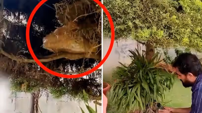 Karnataka Election: IT raid at home of Congressman's brother, officials find Rs 1 crore cash on tree (WATCH)