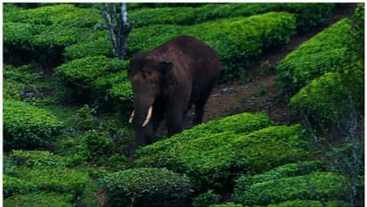 അരിക്കൊമ്പന്റെ ഭീഷണി നീങ്ങി,തേനി മേഘമല വന്യജീവി സങ്കേതത്തിൽ വിനോദസഞ്ചാരത്തിന് പോകാം,വിലക്ക് പിൻവലിച്ചു