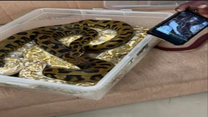 22 ಹಾವು, ಹಲ್ಲಿಗಳನ್ನ ತುಂಬಿಕೊಂಡು ಚೆನ್ನೈ ಏರ್ಪೋರ್ಟ್ಗೆ ಬಂದಿಳಿದ ಮಹಿಳೆ ಅಂದರ್