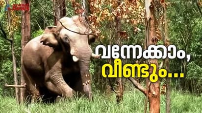 മാറ്റിപ്പാര്പ്പിച്ചാലും തിരിച്ച് വരാനുള്ള സാധ്യത ഏറെ; വേണ്ടത് ശാശ്വത പരിഹാരം