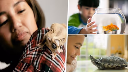 Bored of keeping dogs or cats as pets? Here are 7 home-friendly animals to keep you company