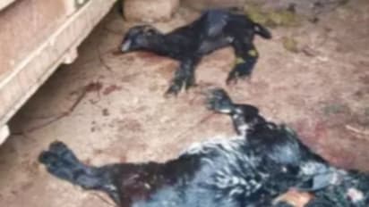 7 ആടുകളെ ഒറ്റ ദിവസം കൊണ്ട് കൊന്ന് തെരുവുനായകള്, ഉപജീവനമാര്ഗം നിലച്ച് വീട്ടമ്മ