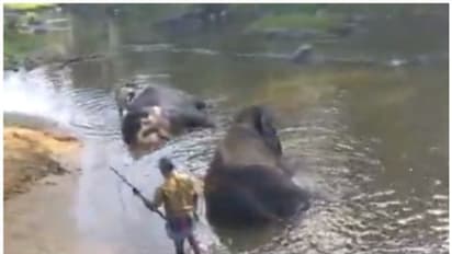  മുതുമല ക്യാമ്പില്‍ നിന്നും വൈറലായ ഒരു 'ആനക്കുളി'