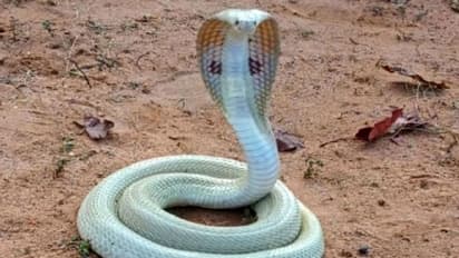 'വെളുത്ത മൂര്‍ഖൻ'; അപൂര്‍വയിനത്തില്‍ പെട്ട പാമ്പിനെ കണ്ടെത്തി- വീഡിയോ...