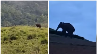 നാട്ടുകാര്‍ ഭയന്നത് സംഭവിച്ചു, അരി തേടി അരിക്കൊമ്പനെത്തിയത് പുല‍ര്‍ച്ചെ, ആശങ്കയോടെ പ്രദേശവാസികൾ  