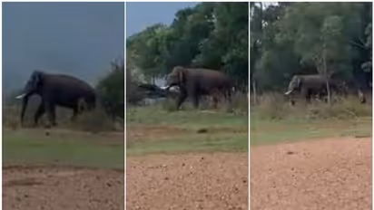 പേരും സ്ഥലവും മാത്രം മാറ്റം, ഭീഷണി ഒന്നു തന്നെ! കാടിറങ്ങി പി ടി 14, ജനവാസമേഖലയിൽ എത്തിയത് മദപ്പാടോടെ; വീഡിയോ