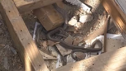 ആശിച്ച് മോഹിച്ച് ഒരു വീട് സ്വന്തമാക്കി, ചുവരിൽ പത്ത് പാമ്പുകൾ, ഭയന്ന് സ്ത്രീ