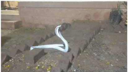 സാമൂഹിക മാധ്യമങ്ങളില്‍ വൈറലായി 'വെളുത്ത മൂര്‍ഖന്‍റെ' വീഡിയോ ! 