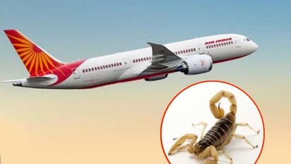 ಏರ್‌ ಇಂಡಿಯಾ ವಿಮಾನದಲ್ಲಿ ಪ್ರಯಾಣಿಸುತ್ತಿದ್ದ ಮಹಿಳೆಗೆ ಕಚ್ಚಿದ ಚೇಳು!